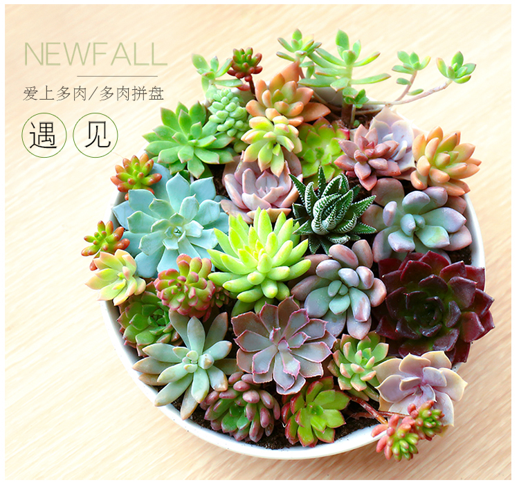 2、肉肉植物有多少品種圖片:植物有哪些品種？......