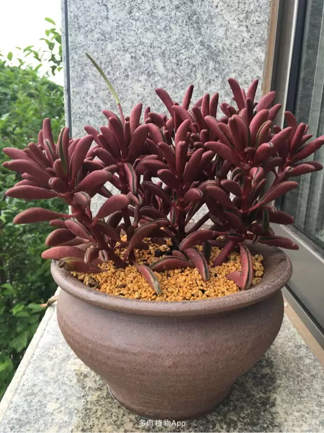 紅背椒草適合什麼屬相養：紅背椒草怎麼養 紅背椒草的養殖方式