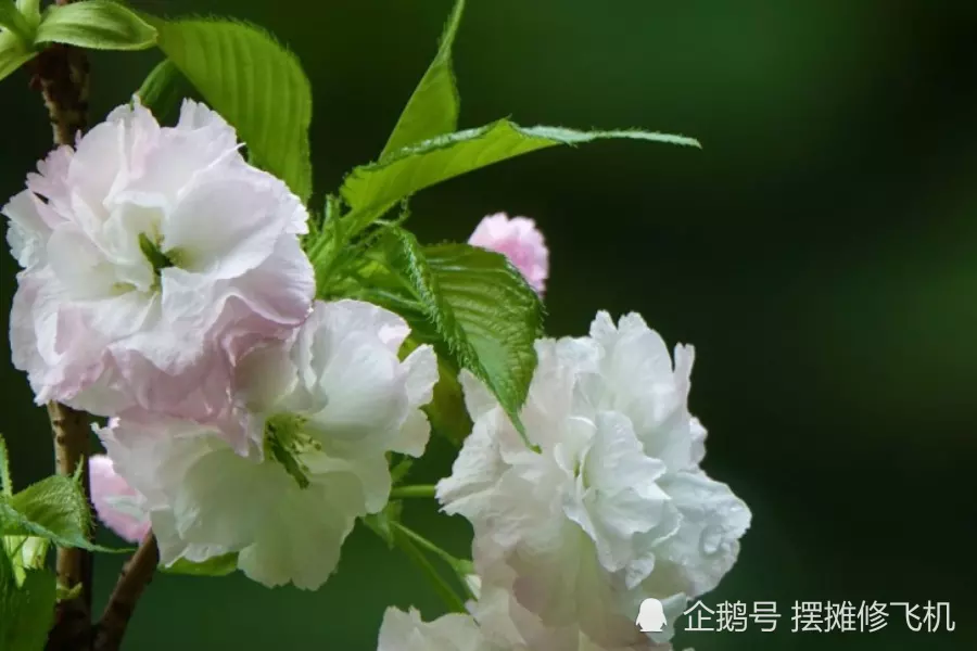 屬鼠與屬狗的在事業上合作好不好：屬狗與屬鼠工作合的來么