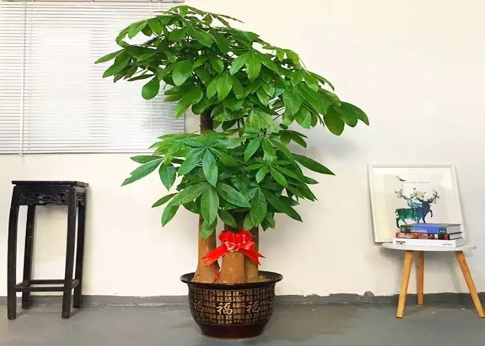 4、發財樹圖片及價格:發財樹的價格