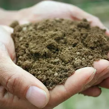 土命人養什麼可以旺財：命是土命的人客廳應該怎麼樣擺放傢具，有懂風水的給個