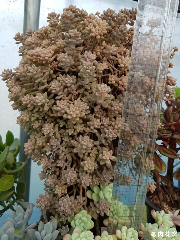 4、大型植物圖片:植物有哪些？名稱及圖片