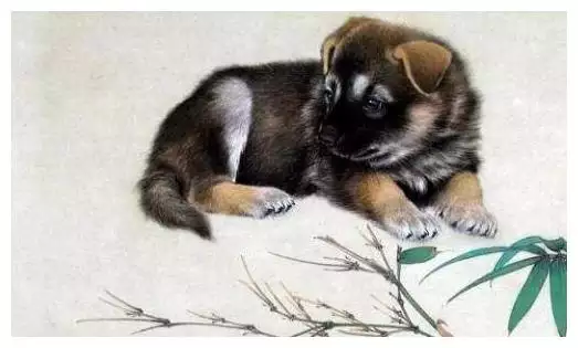 什麼屬相獨來獨往天下先：十二生肖中什麼動物獨來獨往