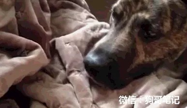 70年狗女和72年鼠男婚配：年屬狗的和年屬鼠的配嗎