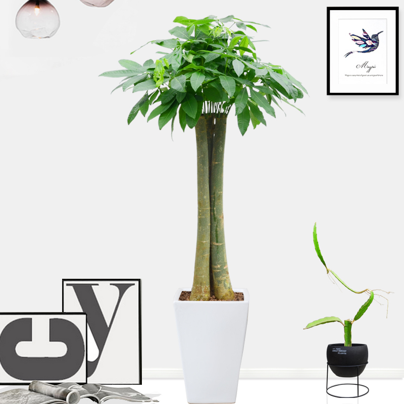 5、發財樹怎麼種，一個盆里能種兩棵嗎？我看別人都是種三棵或是五棵呢？