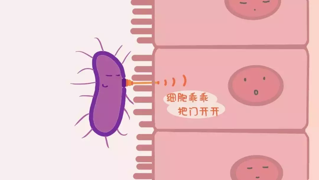 沙門氏菌是怎麼引起的：沙門氏菌屬食物中是由什麼原因引起的？