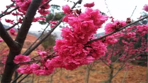 各12屬相幾月出生好：龍，十二生肖什麼月份出生最好命