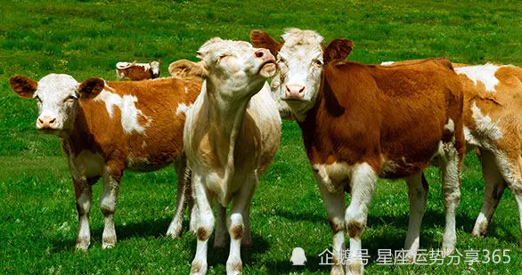 2、屬牛的今年本命年運勢如何:今年本命年牛年運勢怎麼樣?