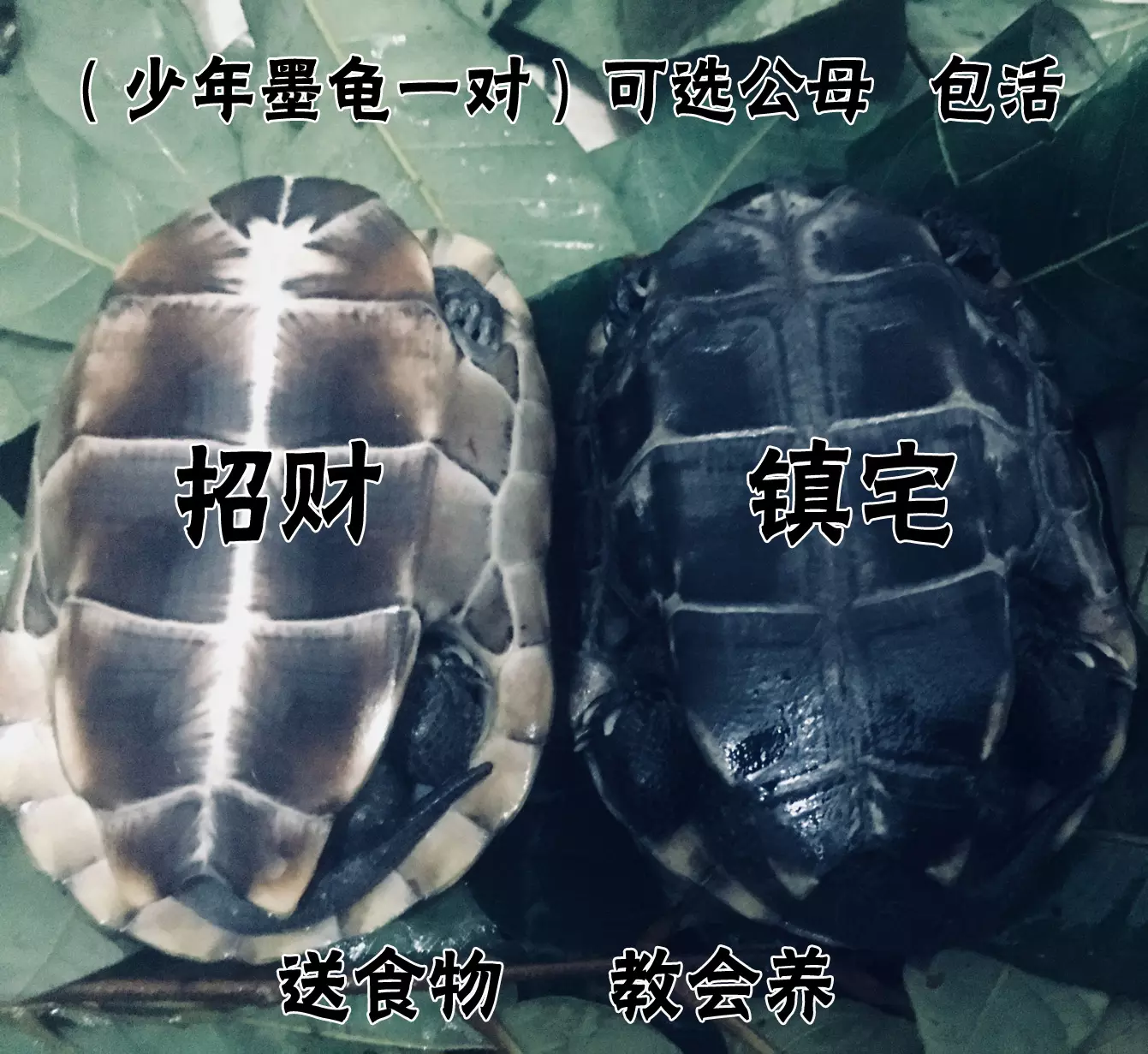 名貴龜品種價格及圖片：烏龜種類及價格