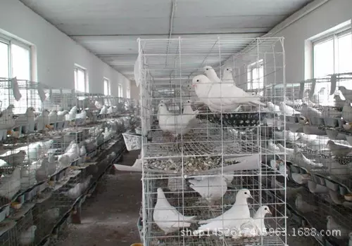 5、哪裡可以買到鴿子:白鴿子在什麼地方可以買到，多少錢一隻？