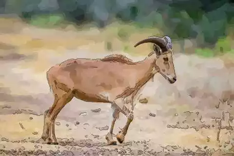 屬羊的和什麼屬相最配最旺財：屬羊的和什麼屬相最配