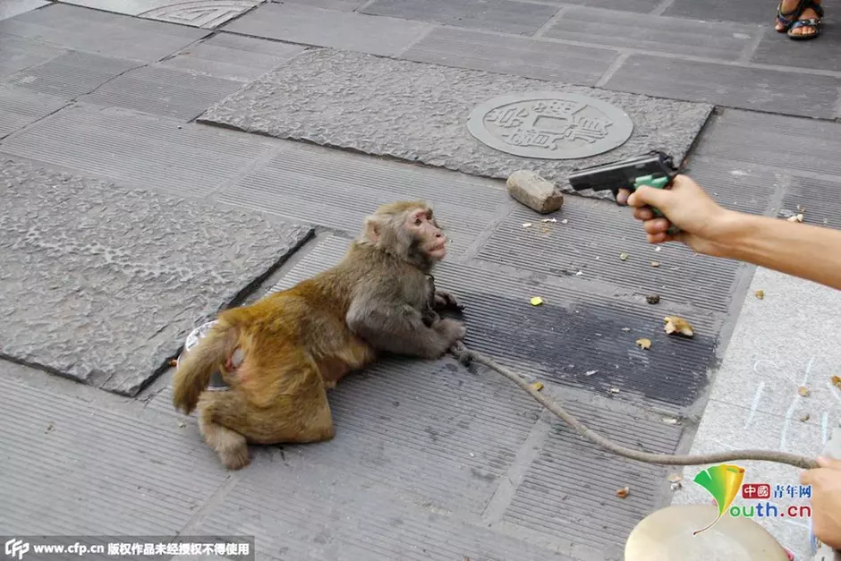 猴子和狗屬相合不合姐弟：狗跟猴的屬相合不合