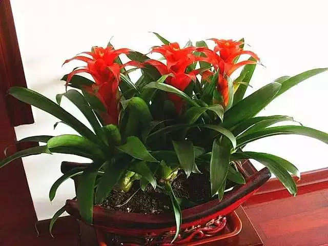 想把家裡擺放的屬相整理掉：擺放的屬相不喜歡了應該送到那裡？