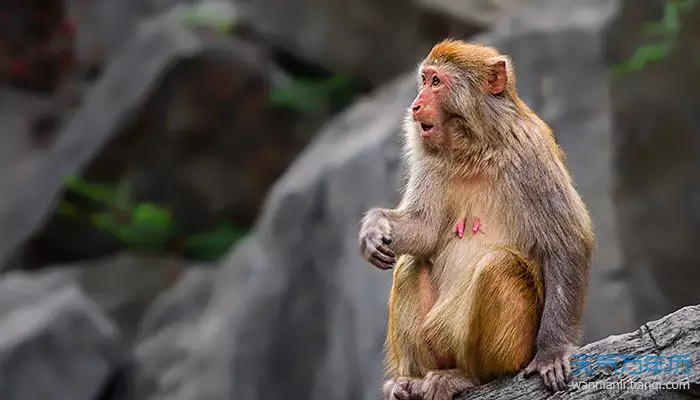 屬猴的年運勢如何：今年屬猴的財運和運氣如何