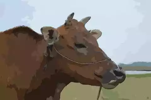 今年滿六十三歲屬相是什麼：二o一二滿六十三歲屬相是什麼