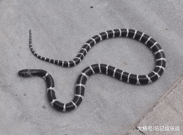 2、什麼蛇是苦命蛇:屬蛇和什麼屬相不合