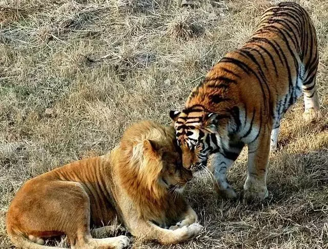 1、虎和猴的婚配若何分配:屬虎女和屬猴男的相配嗎