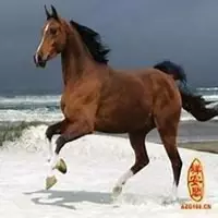 6、屬馬多少歲會轉運:屬馬多少歲會轉運