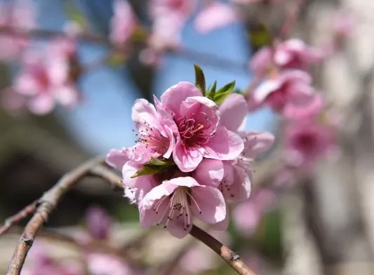 年3月份的屬相：年有大財的生肖排