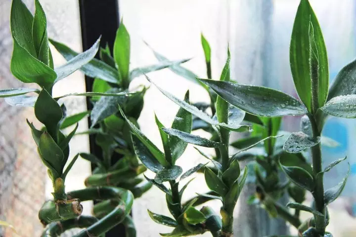 4、門面擺放什麼植物旺財:店鋪擺放什麼招財