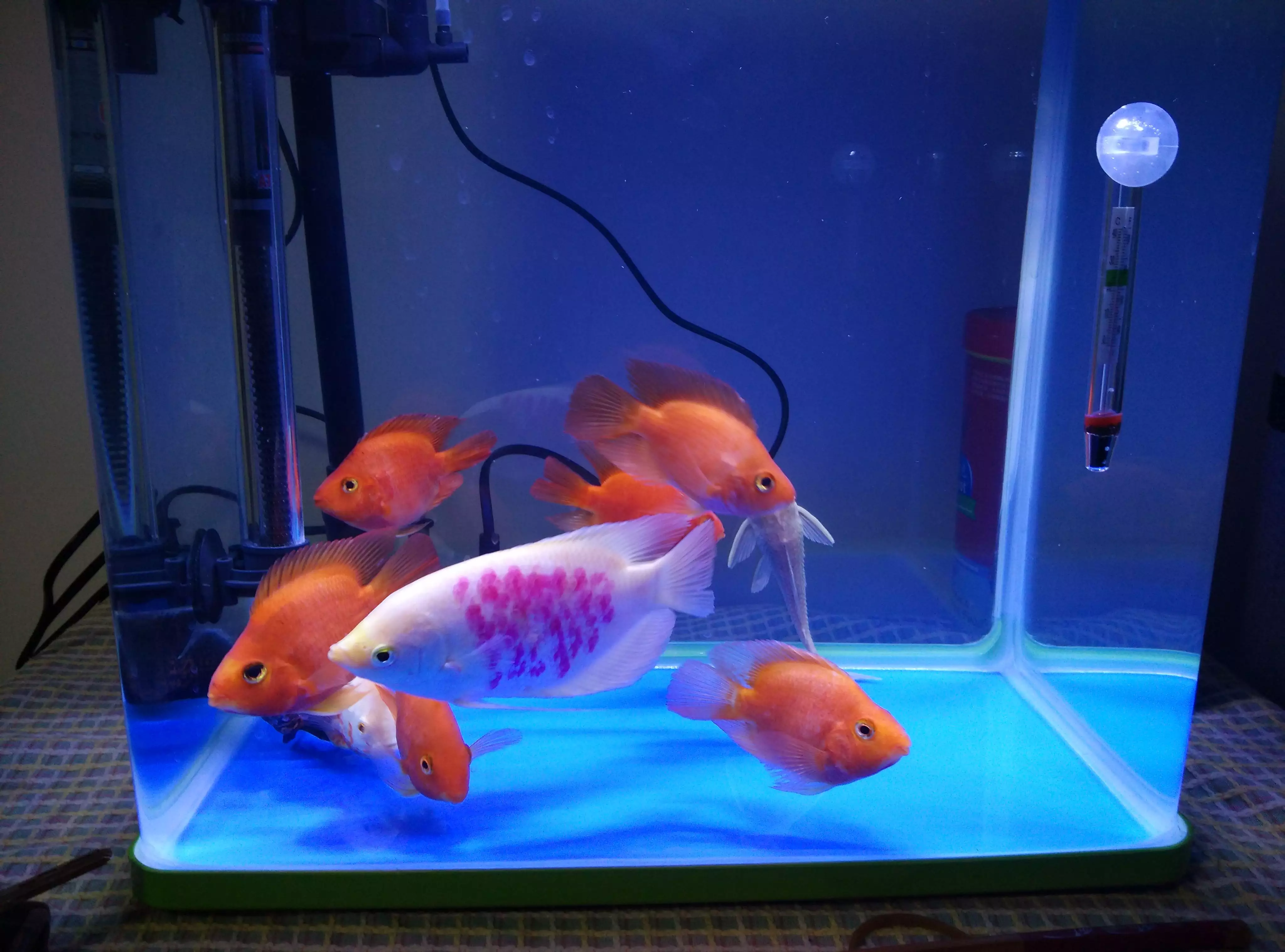 2、十大招財魚圖片:招財魚是怎個樣子?有圖片嗎看一下?
