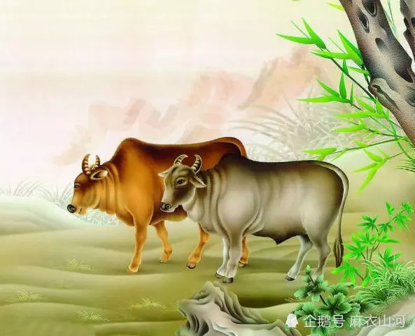 屬相中什麼是黃牛和青牛：青牛和黃牛的區別？？