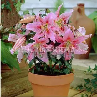 6、花卉圖片大全及花名及價格:野花的花名及圖片