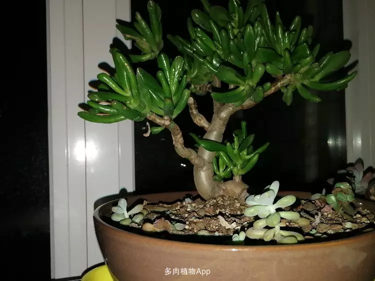 4、吸財樹造型圖片大全:發財樹的造型圖片