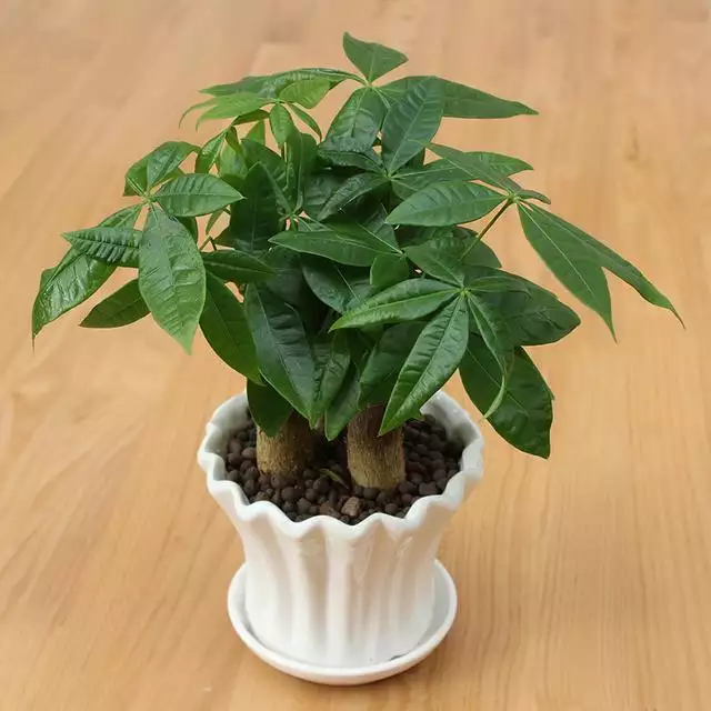 3、店裡招財的植物有哪些:服裝店內擺放什麼植物聚財,招財