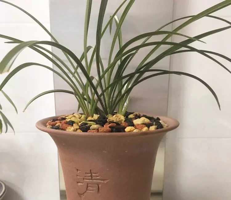 1、為什麼說富人養蘭花:古人養蘭花是為什麼?