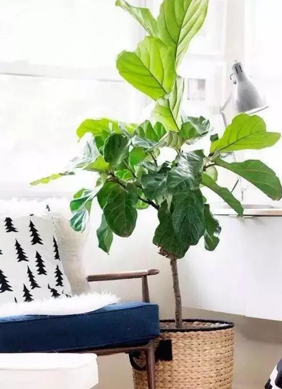 2、剛裝房子養什麼植物比較好:在剛裝修完的房子里應該放點什麼植物？