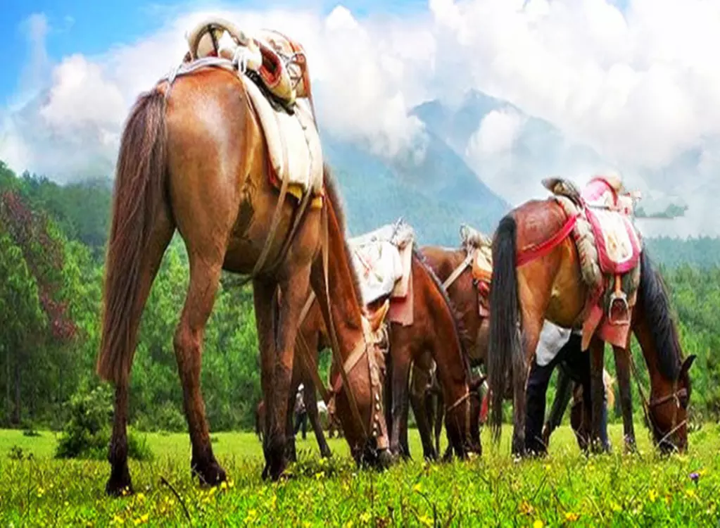 1、馬和馬的夫妻好不好:屬馬跟屬馬的在一起適合嗎?兩個人會幸福嗎?