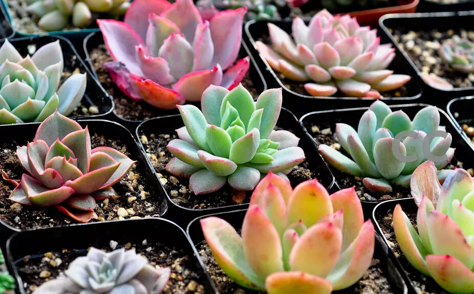 4、植物圖片大全名稱:植物怎麼樣 植物介紹圖片及名稱