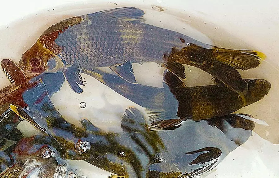 養魚為什麼要養一條黑魚：養魚的魚缸里為什麼一定要有一條純黑色的魚