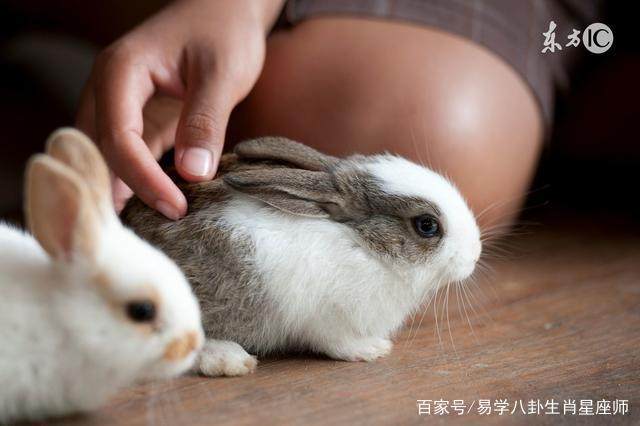 6、87年屬兔的一生有幾次劫難:屬兔的一生有幾次婚姻