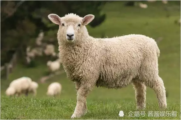 4、屬相羊今年多大婚配大全:屬羊的和什麼屬相相配？