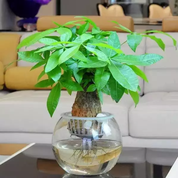 2、怎麼種發財樹:怎樣種植髮財樹？