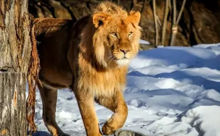 獅子屬相按陰的還是陽的：獅子代表什麼生肖