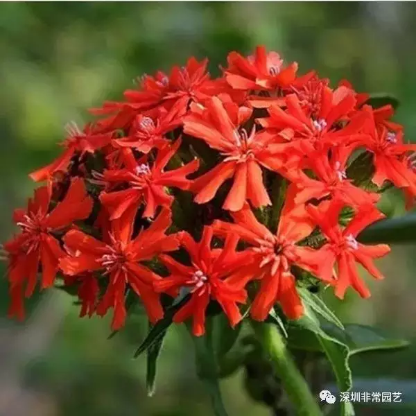4、花卉圖片大全及花名:花卉:名稱圖片