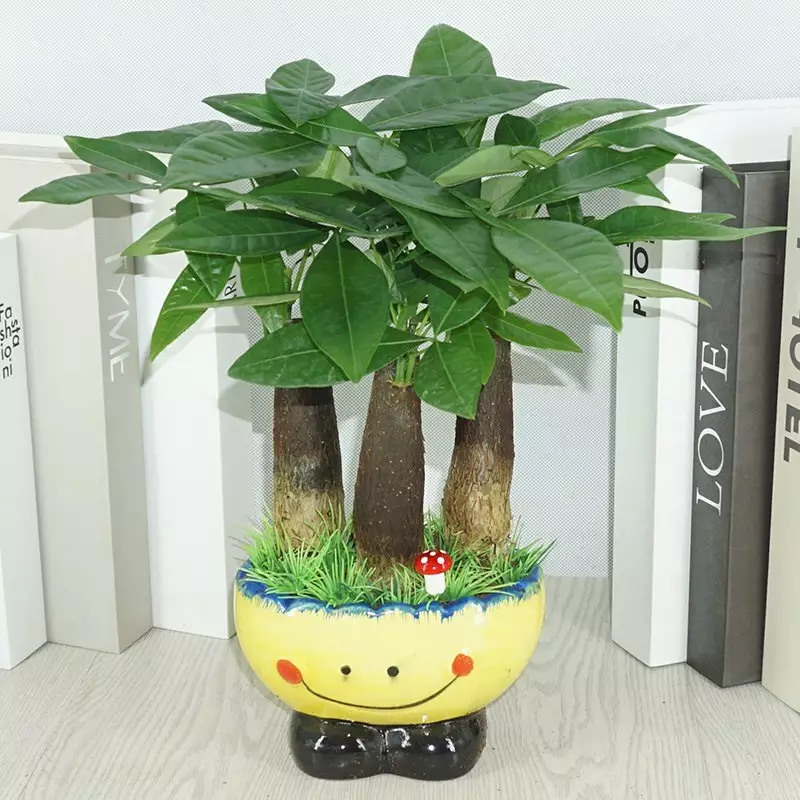 5、招財樹的種植方法:發財樹怎麼種植