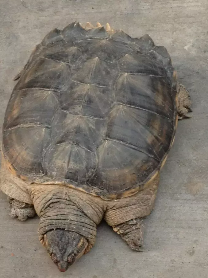 欲錢買千年的動物是什麼屬相：買千年等一回的動物猜一生肖