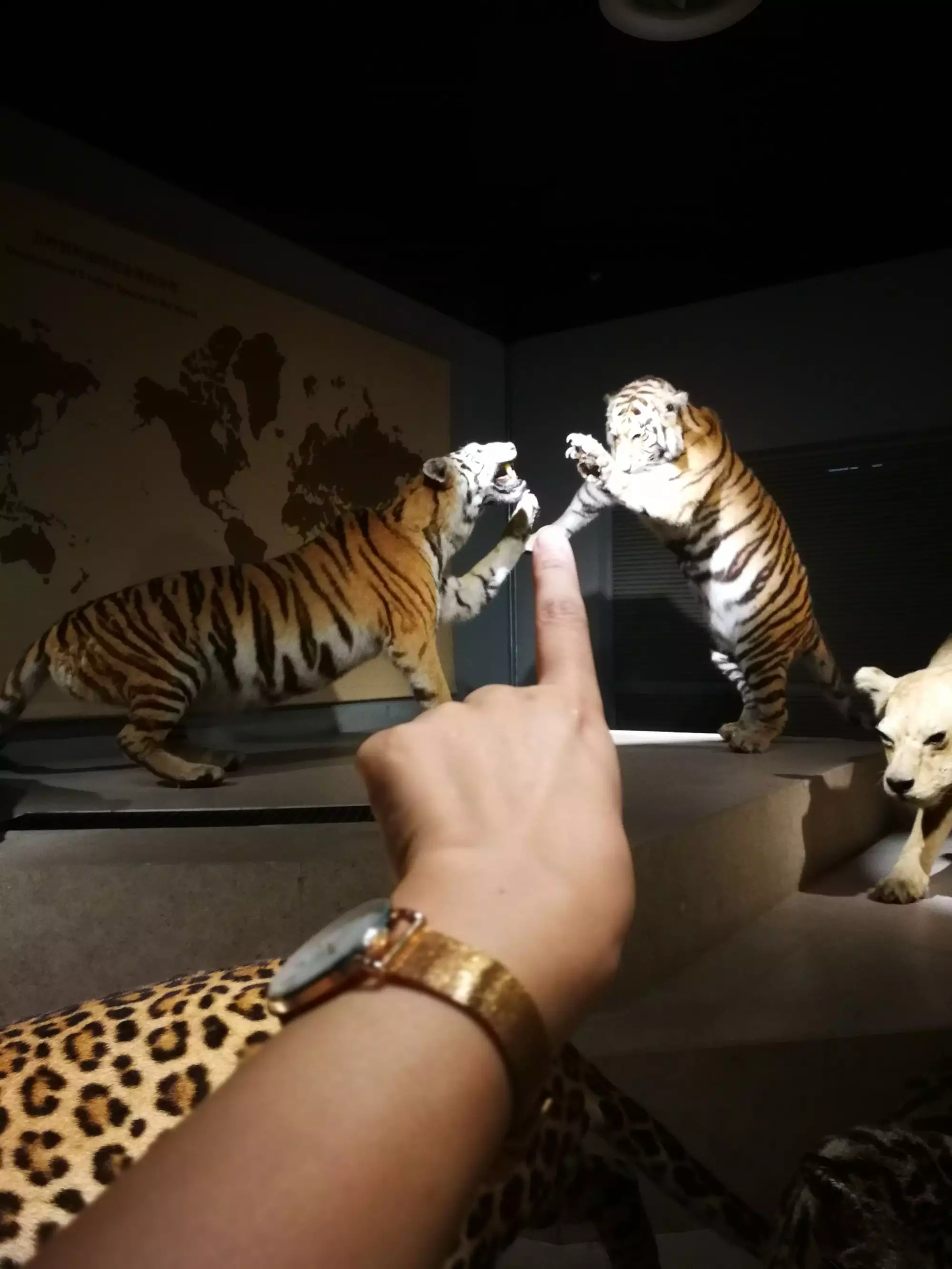 十圍五攻打一動物屬相：千夫所指是十二生肖中的哪種動物