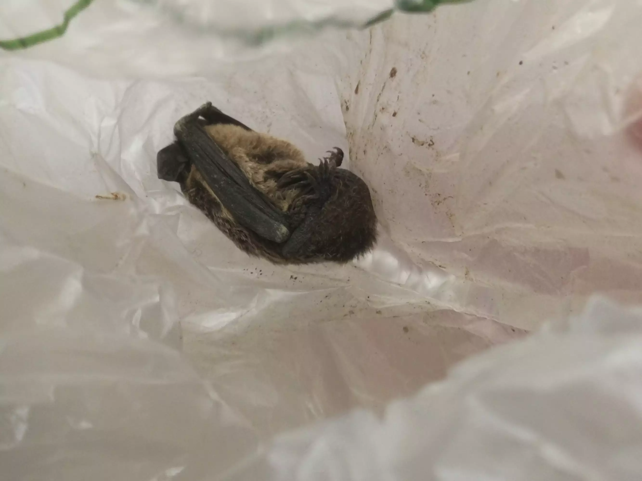 4、晚上家裡飛進蝙蝠是什麼徵兆:半夜兩隻蝙蝠飛進房間預兆着什麼？？