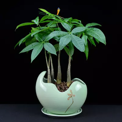 2、店裡面放什麼植物招財:服裝店放什麼植物招財