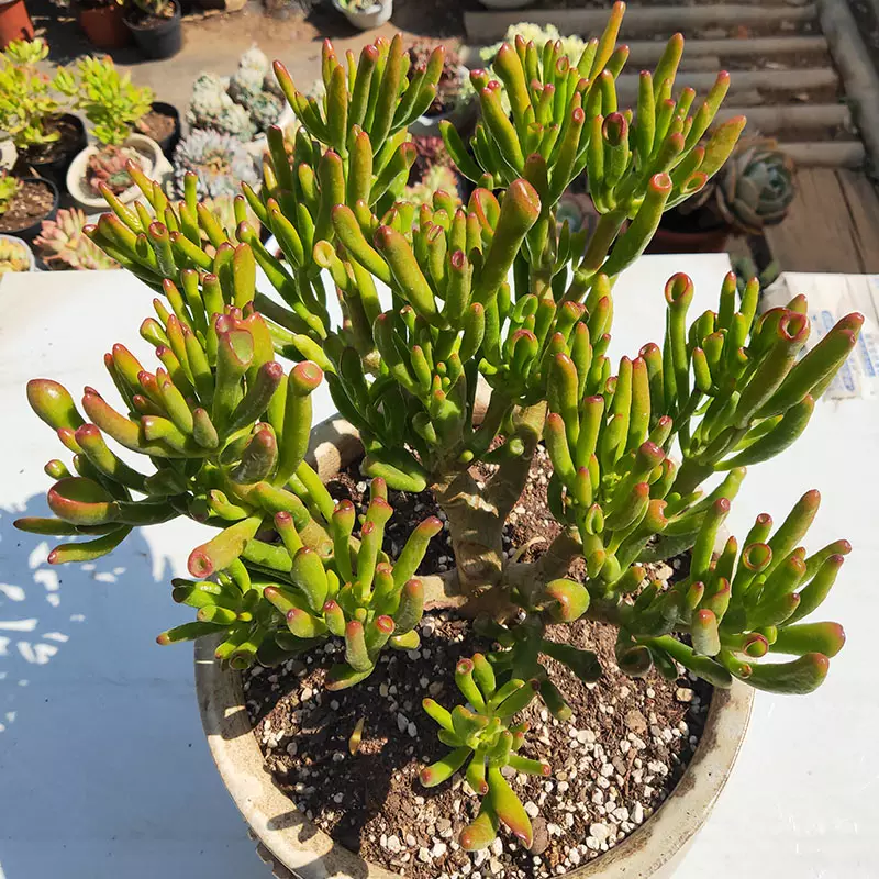 1、小型植物品種有些:植物有哪些品種？