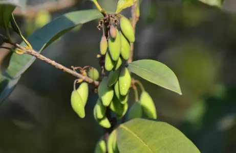 拐子是什麼屬相的生肖：鐵拐李是什麼生肖