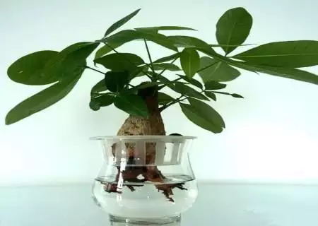 3、招財樹怎麼移植才能活:招財樹新發的枝條怎麼移栽