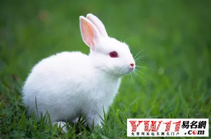 5、請問屬兔的是几几年出生的:?出生屬兔的人是幾年出生?