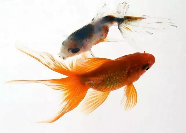 1、招財魚圖片壁紙:手機壁紙放什麼圖片最招財