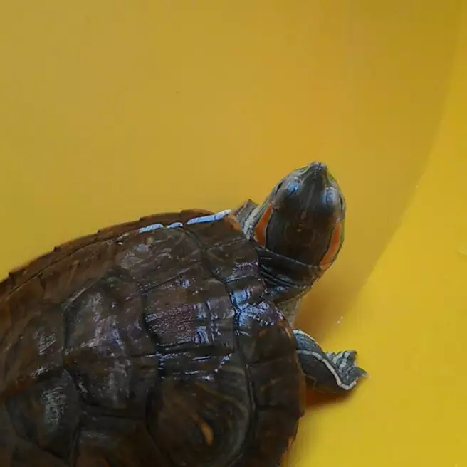 烏龜在家到處爬什麼意思：夢見自家養的烏龜在家裡亂爬，什麼意思呀？